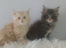 Pedigree Maine coon kittens