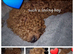 Stunning poodles