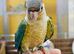 Baby Green Cheek Conure is now ready at Birds4U.