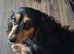 miniature long haired dachshunds