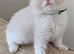 GCCF Champion Ragdolls • Active Considered