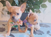 Chihuahua puppies