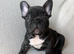 KC Registered French Bulldog Boys Ready Now