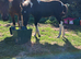 DHP mare and foal