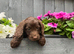 Chocolate cockapoo puppies