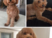 CAVAPOOCHON LITTER