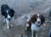 Dog walking and sitting