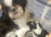 Shihtzu puppies