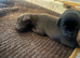 Labrador puppies