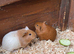 2 male baby guinea pigs