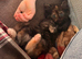 Beautiful long coat tortoise shell kitten