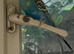 budgies.