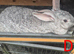 Beautiful Rare Blue/Grey New Zealand bunny's