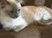6 year old female ragdoll tica and gccf un neutered