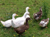 Young ducks for sale