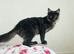 TICA ACTIVE REGISTERED FEMALE MAINE COON