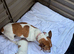 Jack Russell puppies for sale