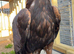 Female golden eagle