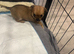Chihuahua puppies