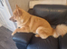 King shepherd x shiba inu