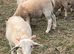 Registered Wiltshire Horn Ram Lambs