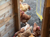 Chickens