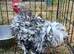 Handsome frizzle feathered pekin Cockerel