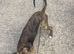 Gypys looking for her forever home