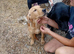 Yellow Labrador puppy