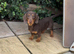 Dachshund pups for sale