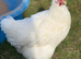 Laying Hens