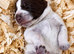 German Shorthaired Pointer Cross