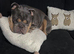 English bulldog, 4 years old needs a new home