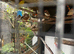 Zebra finches for sale