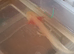 Baby axolotls