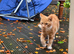 2 male kittens very friendly