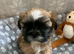 Miniature Imperial shih tzu puppies