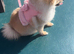 Tea cup Pomeranian dog