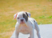 Olde English bulldog puppies !!