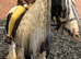 Fun Second Pony