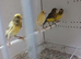 RAZA JASPE AND FIFE CANARIES