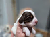 Beautiful working cocker spaniel puppies