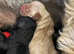 8 gorgeous cockapoo puppies. 6 boys 2 girls