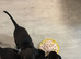 Whippet Puppy&rsquo;s ️️️