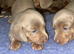 KC registered lilac MINATURE dachshunds