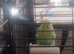 budgie and set up