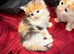 6 beautiful kittens