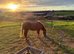 Staple wood Sia chestnut mare
