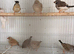Zebra finch