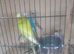 Budgies for sale